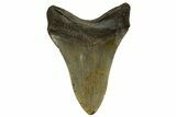 Fossil Megalodon Tooth - North Carolina #328104-2